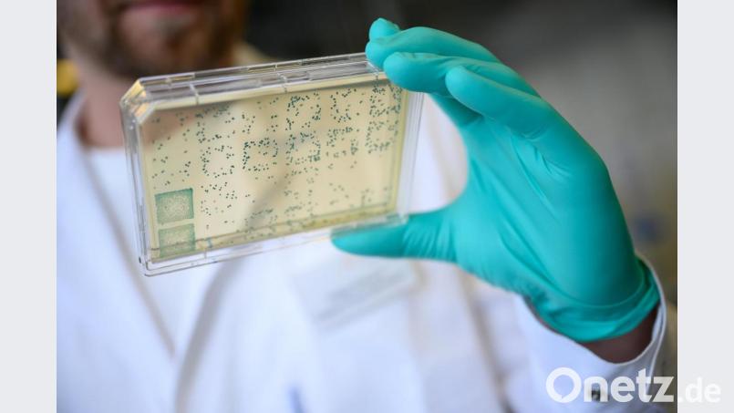 Ein Mann schaut sich in einem Labor des biopharmazeutischen Unternehmens Curevac einen Träger mit Bakterien an, aus denen DNA und anschließend RNA gewonnen wird (gestellte Szene). Bild: Sebastian Gollnow/dpa