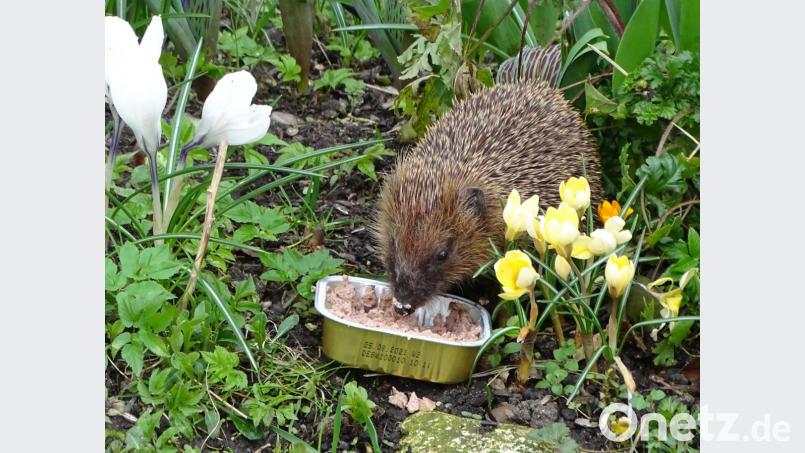 Frühlingserwachen: Der Igel erkundet den Garten. Bild: Dobmeier
