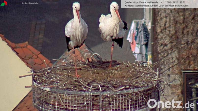 Keine Spur mehr von Ärger: Wie ein altes Ehepaar stehen die Störche am Dienstag auf dem Horst auf dem Alten Schulhaus einbeinig nebeneinander. Bild: Webcam Stadt Weiden