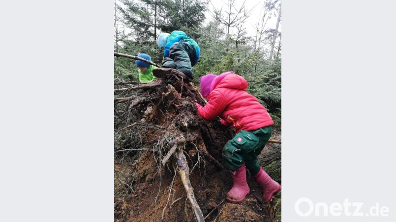 Wurzelzwerge auf dem Weg nach oben Bild: ld