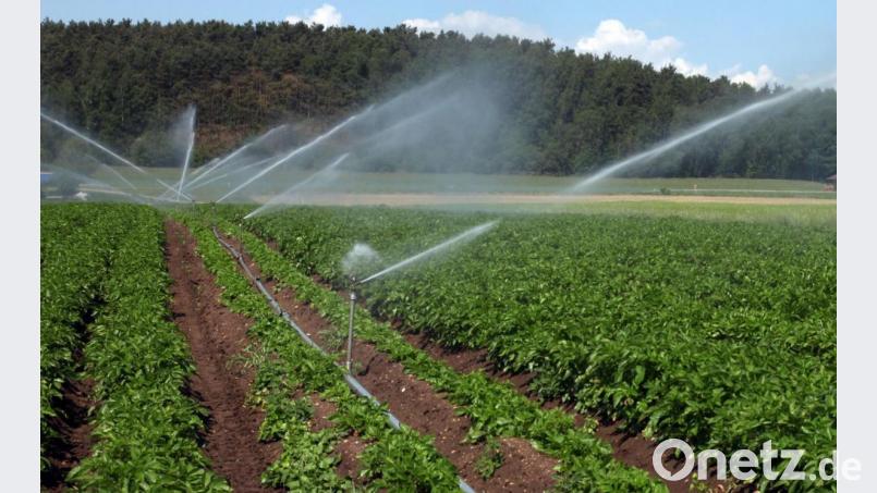 Gerade bei besonders kostenintensiven und wasserbedürftigen Kulturen muss eine ausreichende Wasserversorgung zur Verfügung stehen. Wie das gehen könnte, soll nun ein Gutachten erforschen. Bild: Götz