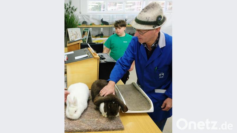 Die große Freude an kleinen Tieren schweißt die Eschenbacher Kleintierzüchter zusammen. Im Bild zu sehen ist der Spartenleiter für Kaninchen, Kreiszuchtwart Josef Dötterl, bei der Kaninchenpräsentation in der Lokalschau Bild: do