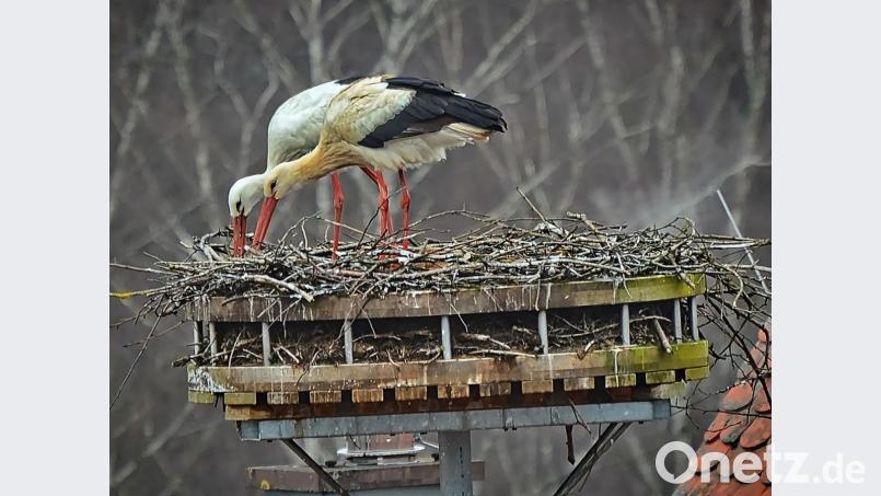 Die Störche sind da: Es ist aber nicht das Storchenpaar des Vorjahres, das sich auf dem Dach der Metzgerei Tretter einrichtet. Bild: exb/Hengge