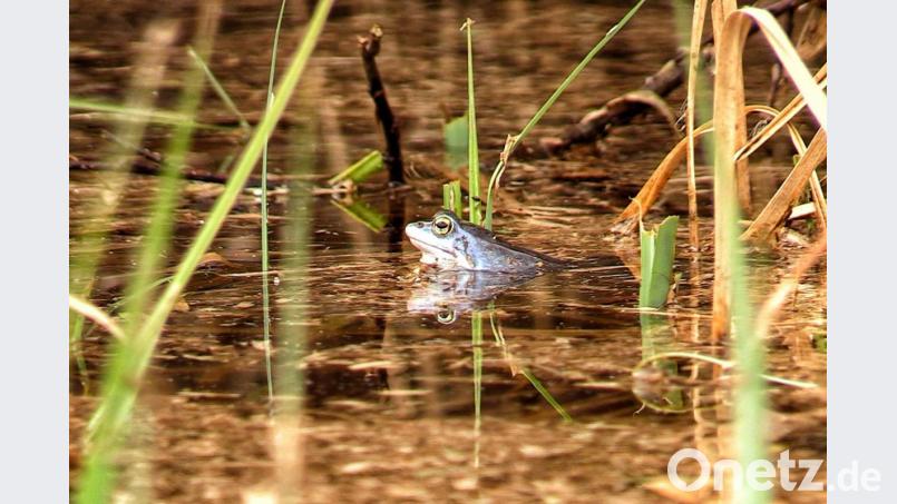 Der Moorfrosch. Bild: Markus Raum