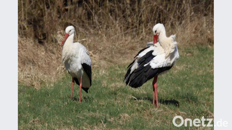 Das Bild zeigt links die Störchin, rechts den Storch in der Nähe des &quot;Rehbrünnerl&quot;. Bild: tu
