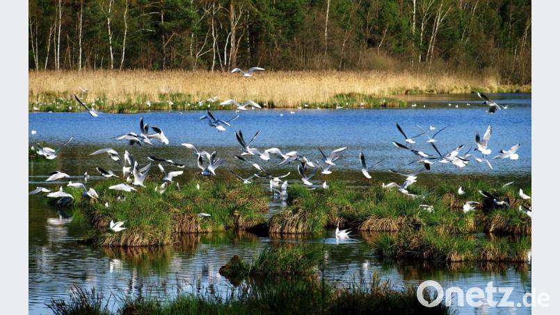 Die Lachmöwen brüten fleißig am Obersee. Bild: do
