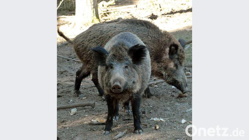 Symbolbild. Bild: Petra Hartl