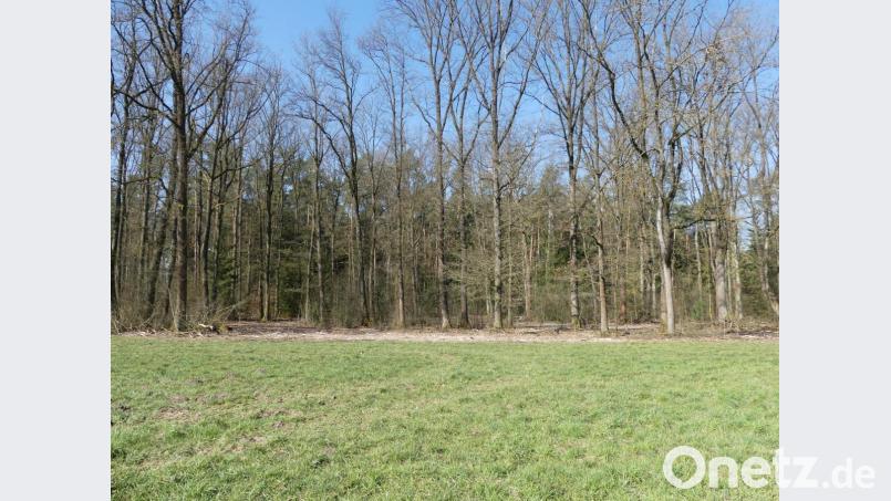 Sonnendurchflutet zeigt sich ein Teil des künftigen Naturfriedhofs in der Flur &quot;Birschling&quot;. Bild: rn