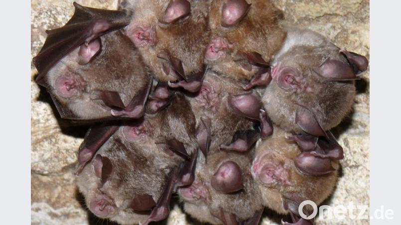 Mehrere Fledermäuse der Art Große Hufeisennase hängen auf dem undatiertem Bild kopfüber von der Decke. Foto: Rudolf Leitl/LBV/dpa/Archivbild Bild: Rudolf Leitl