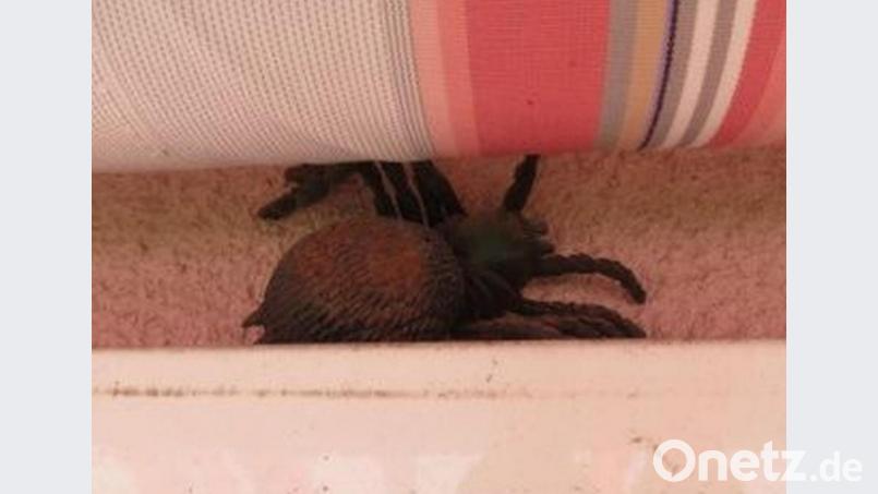 Auf den allerersten Blick nicht gleich erkennbar: Die Spinne, die eine Frau in Hahnbacher verunsicherte, ist aus Gummi. Bild: Polizeiinspektion Sulzbach-Rosenberg