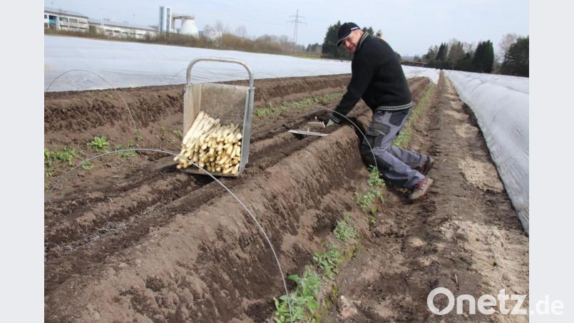 Hotelier Peter Engel aus Maxhütte-Haidhof hat derzeit Zwangspause, weil sein Haus vorübergehend schließen musste. Jetzt verdingt er sich mit anderen auf den Spargelfeldern von Josef Scharl und hat Freude an der Tätigkeit, wie er versichert. Bild: Thomas Dobler