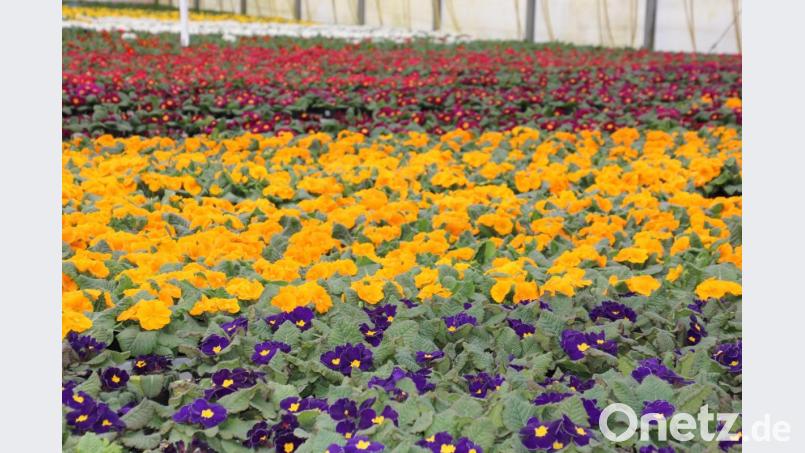 Frühlingsblumen, so weit das Auge reicht. Fünf Gewächshäuser sind davon voll. Bild: kro