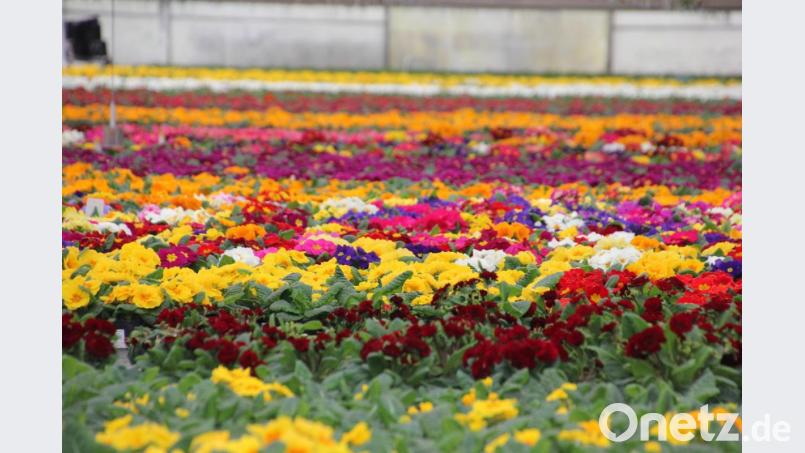 Blumen über Blumen im Gewächshaus der Gärtnerei Schinne in Güttern, die momentan nicht verkauft werden dürfen. Bild: kro