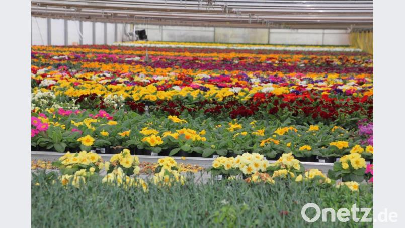 Wunderschön blühende Blumen so weit das Auge reicht. Bild: kro