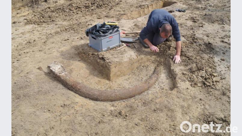Fast vollständiger Stoßzahn eines Mammuts in der Oberpfalz entdeckt. Bild: Bayerisches Landesamt für Denkmalpflege