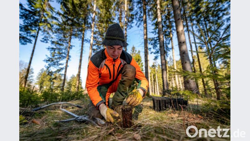 Christian Schneider, Mitarbeiter beim Forstbetrieb Fichtelberg, pflanzt ein junges Tannenbäumchen. Bild: exb/Martin Hertel