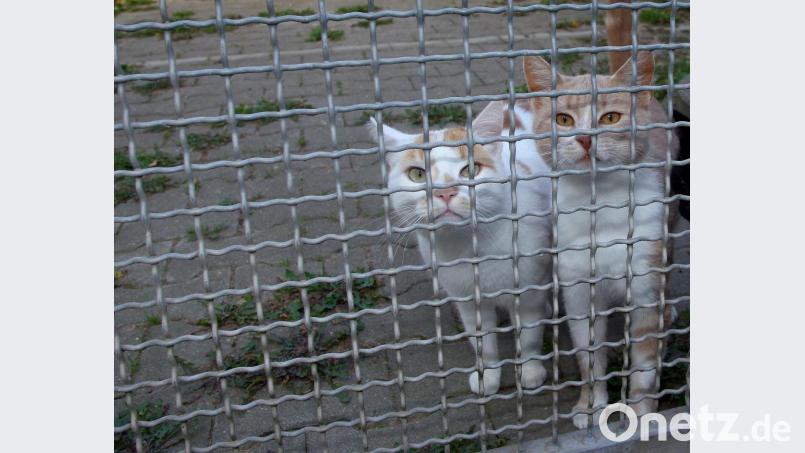 Die Katzen im Tierheim Weiden müssen wegen der Coronakrise auf Besuche von ihren Katzenstreichlern verzichten. Archivbild: Steinbacher