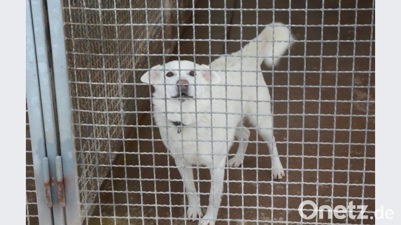 Viele Hunden befinden sich derzeit nicht im Weidener Tierheim. Doch auch auf sie hat die Coronakrise Auswirkungen: Ihre Gassigeher kommen nicht zu Besuch. Das Tierheim-Team geht stattdessen selbst und einzeln mit den Hunden raus. Archivbild: Gabi Schönberger