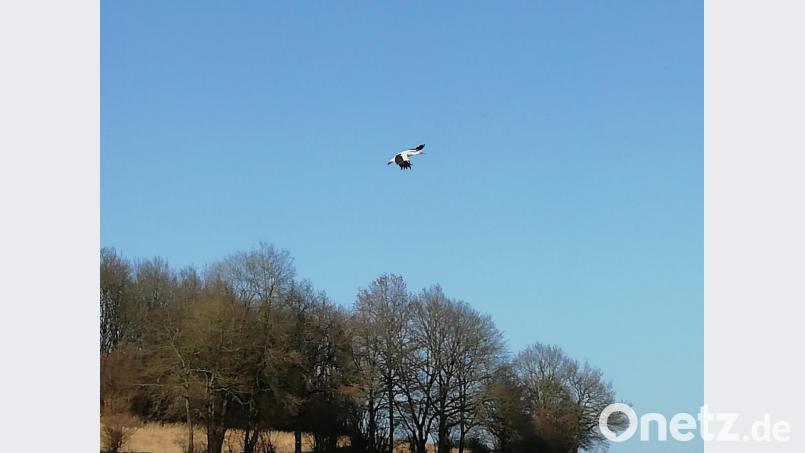 Bei seinem Flug ist der Storch am Himmel gut sichtbar. Bild: Anne Wiesnet