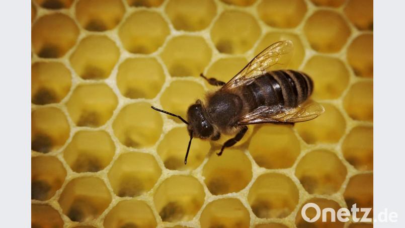 Eine Biene läuft in einem Bienenstock über die mit Honig gefüllten Waben. Bild: Fredrik von Erichsen/dpa