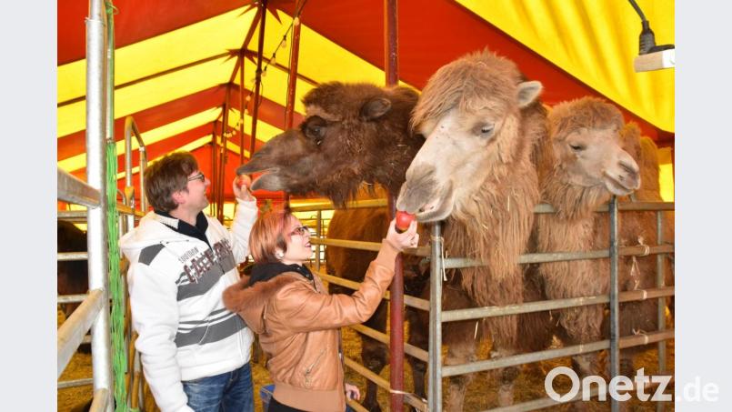 Hauptinitiatorin Valentina und ihr Mann Frank Lange füttern Kamele. Hauptsächlich liegen ihnen aber die Kinder des gestrandeten "Moskauer Circus" am Herzen. Bild: hcz