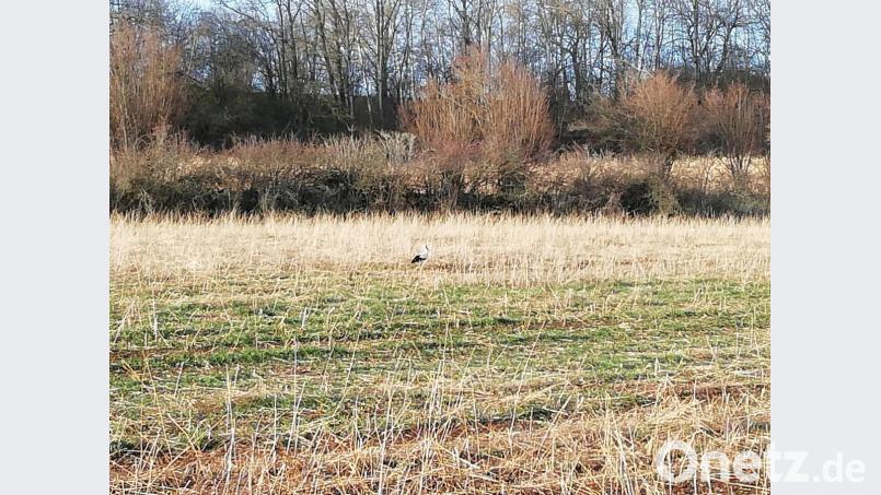 Der Storch stakst über die Wiese nahe des Hirtweiher-Bolzplatzes. Bild: Anne Wiesnet
