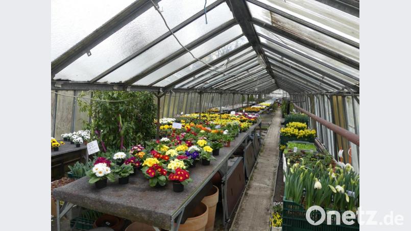 Auch in der Gärtnerei Fischer stehen jede Menge Frühjahrsblumen bereit. Bild: rn