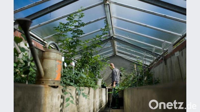 Im Gewächshaus kann man jetzt schon freie Zeit sinnvoll investieren: Putzen, Unkraut entfernen, anpflanzen. Bild: Franziska Gabbert/dpa