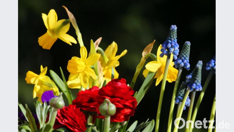 Bei Temperaturen um acht Grad Celsius erstrahlen in voller Farbenpracht Osterglocken (von links), Hornveilchen, Ranunkeln und Traubenhyazinthen in einem Blumenkorb in der Frühlingssonne. Bild: Wolfgang Kumm/dpa