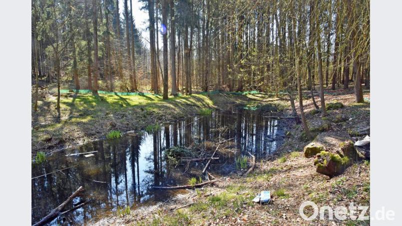Dieser Teich östlich der B 85 gegenüber der BePo hat über die Jahre an Attraktivität für die Amphibien verloren. Die Staatsforsten wollen das jetzt wieder ändern. Bild: ANDREAS ROYER