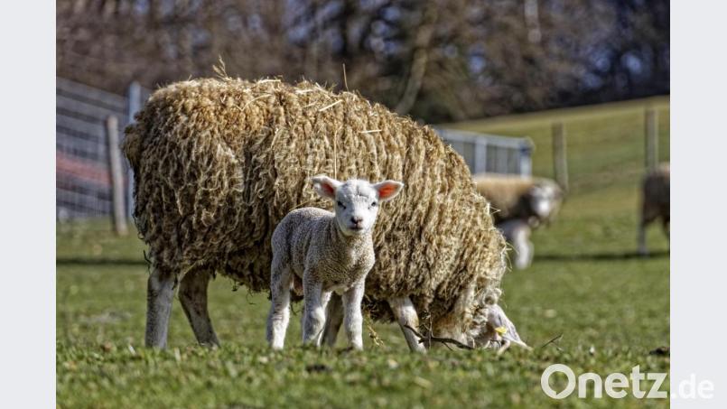 Endlich dürfen sie raus ins Freie: Auf der Schmie-Alm tummeln sich die Lämmchen. Bild: Hermann Koch
