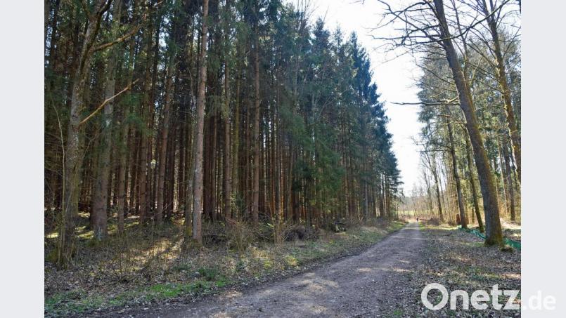 In diesem südöstlich des Krötensee-Schulzentrums gelegenen Fichtenbestand soll dem Borkenkäfer mit Fällungen begegnet werden. Bild: ANDREAS ROYER