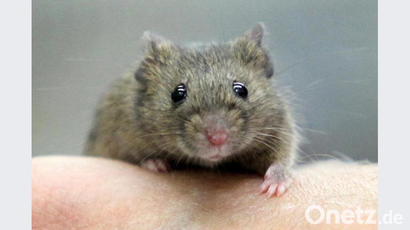 Eine Hausmaus (musculus musculus) sitzt auf einer Hand. Archivbild: Bodo Marks/dpa
