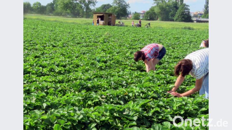 Bis zur Erdbeer-Ernte werden noch einige Wochen vergehen. Die Landwirte, die im Landkreis diese Sonderkultur anbauen, setzen allerdings auf Selbstpflücker und Helfer aus der Umgebung. Archivbild: Gerhard Götz