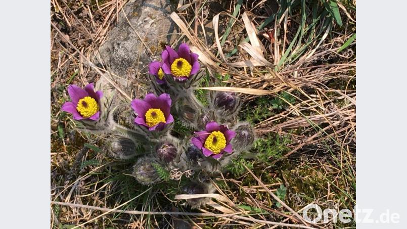 So zeigen sich gegenwärtig die Küchenschellen in freier Natur. Bild: Manfred Schwinger/exb
