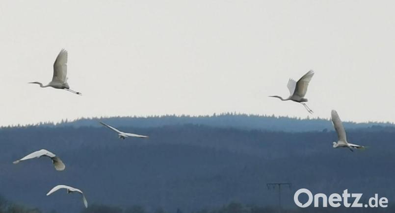 Die scheuen Silberreiher setzen nach einem kurzen Gastspiel ihre Reise fort. Bild: gz