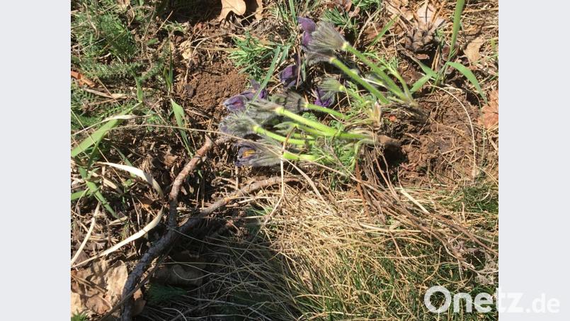 Eien Naturfrevler hat diesen Küchenschellen beim Ausgraben die Wurzeln abgerissen. Bild: Manfred Schwinger/exb