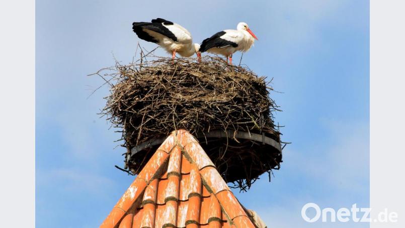 Das Storchenpaar hat sich wieder im Nest auf dem Amberger Tor gemütlich gemacht. Bild: Stephan Huber