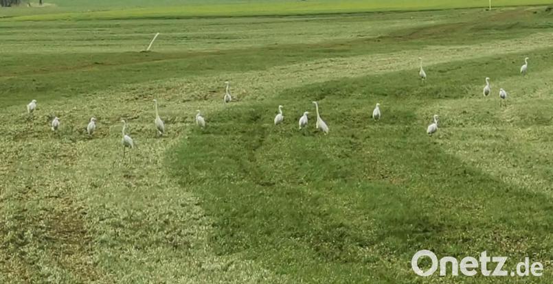 Ein große Schar an Silberreihern rastete kurz auf einer Feuchtwiese. Bild: gz