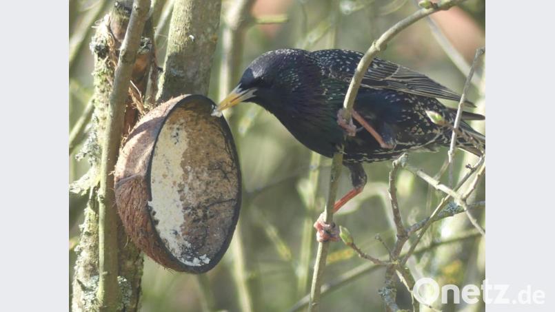 Starenfrühstück. Bild: rn