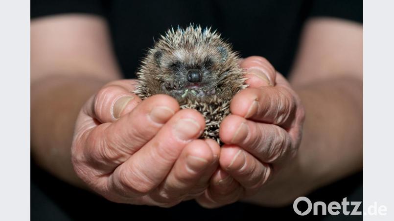 Der LBV gibt Tipps wie ein gutes Miteinander mit dem Igel gelingt. Bild: Klaus-Dietmar Gabbert