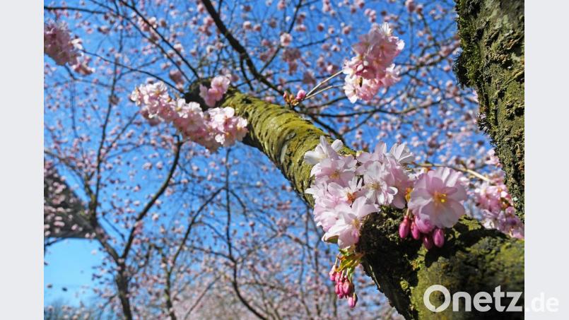 Frühling in Weiden Bild: Gabi Schönberger Bild: Gabi Schönberger
