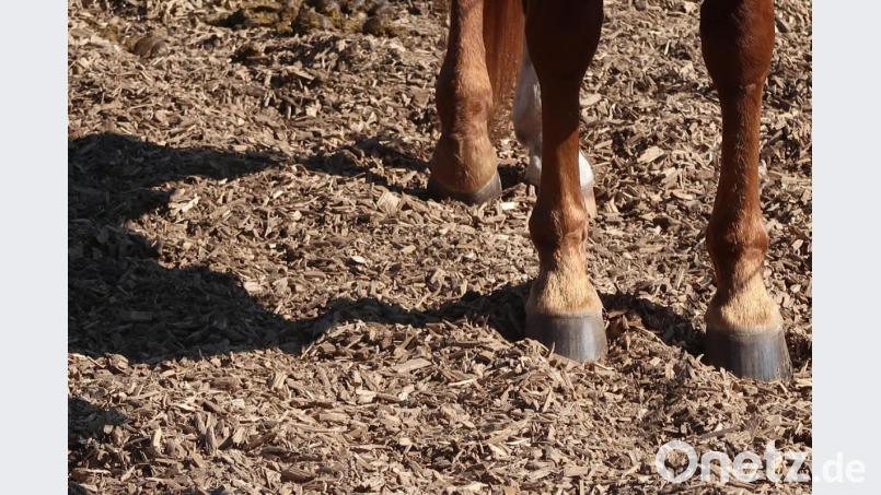 Vor allem Freizeitreiter bereiten den Jägern von Frauenricht Probleme. Bild: Kunz