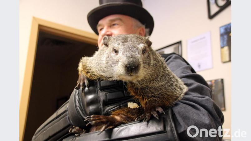 Punxsutawney hat das bekannteste aller Murmeltiere, Vorlage für den Filmklassiker &quot;Und täglich grüßt das Murmeltier&quot;. Ständige Wiederholungen prägen unseren Alltag - bis die Krise kommt. Bild: Christina Horsten/dpa