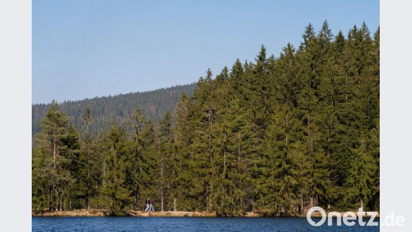 Blick auf den Wald am Fichtelsee. Archivbild: Nicolas Armer/dpa