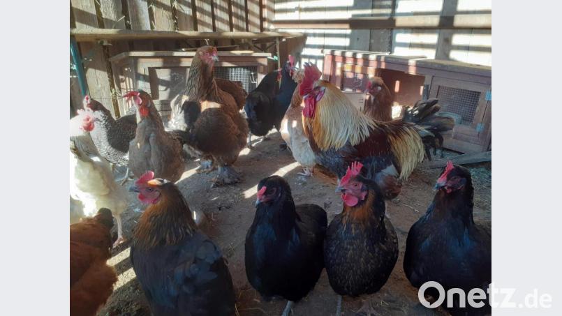Die Hühner von Brigitte Kuhn sind ein Blickfang. In der vordersten Reihe (von rechts nach links) sind folgende Rassen zu sehen: Marans, Italiener, Grünlegende Araucana, Italiener, Vorwerk. In der zweiten Reihe ein Sulmtaler Gockel. Bild: Brigitte Kuhn