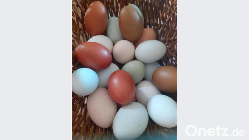 Die Farbpalette der Eier von Brigitte Kuhns Rassehühnern ist beeindruckend und macht Eierfarben überflüssig. Bild: Brigitte Kuhn