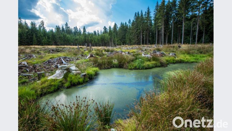Eine Zweckvereinbarung für ein Öko-Konto für den Schutz von Umwelt und Natur hat jetzt die Gemeinde Fuchsmühl auf den Weg gebracht. Im Bild das Hochmoor Hopfenwinkel. Bild: NT/AZ-Archiv