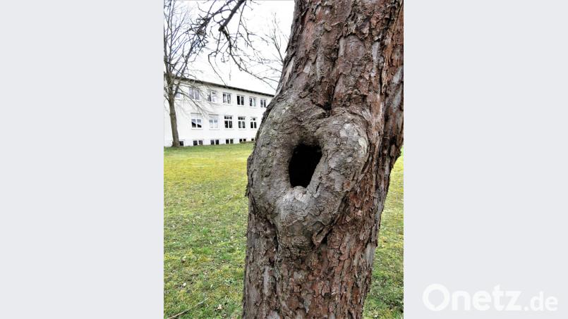 Solche Baumhöhlen entstehen, wenn zu dicke Äste entfernt werden müssen. Bild: ubb