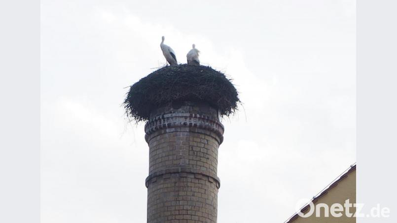 Das Eslarner Storchenpaar ist mit dem Ausbrüten der Eier beschäftigt. Bild: gz